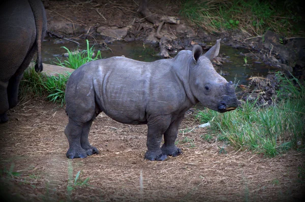 Bebê Rhino — Fotografia de Stock