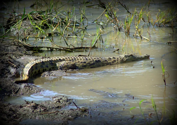 Krokodil liegt in den Schalotten. Stockbild