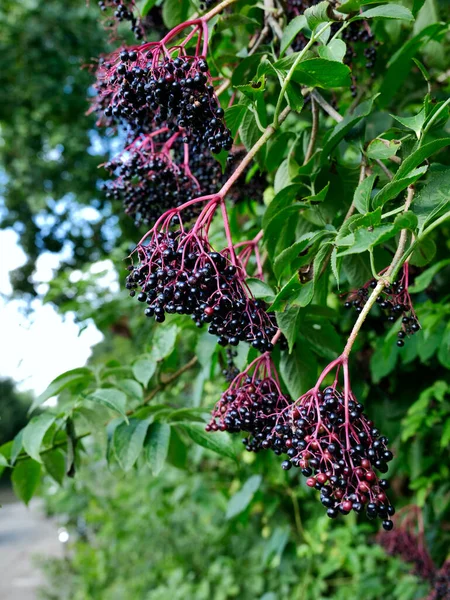 Elderberry, elderberry (Sambucus nigra L.) its fruits contain a lot of vitamins and are used in many herbal preparations