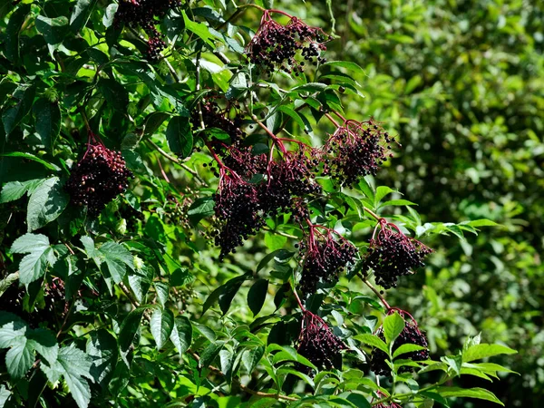 Elderberry Bzu Czarnego Sambucus Nigra Jej Owoce Zawierają Dużo Witamin — Zdjęcie stockowe