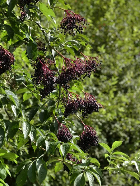 Elderberry Elderberry Sambucus Nigra Καρποί Του Περιέχουν Πολλές Βιταμίνες Και — Φωτογραφία Αρχείου