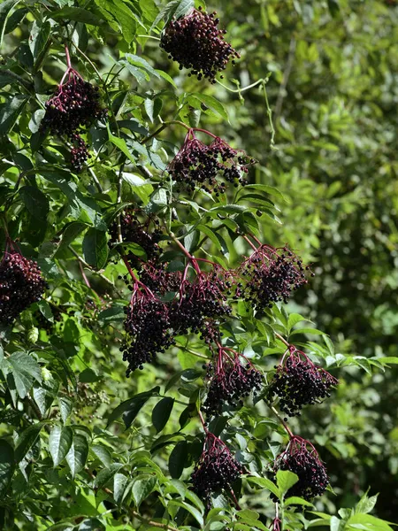 Elderberry Elderberry Sambucus Nigra Καρποί Του Περιέχουν Πολλές Βιταμίνες Και — Φωτογραφία Αρχείου