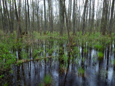 Biebrza Ulusal Parkı, sıkı koruma altındaki bahar kızakları.