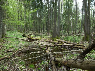 Biebrza Ulusal Parkı, sıkı koruma altındaki bahar kızakları.