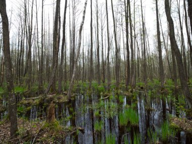 Biebrza Ulusal Parkı, sıkı koruma altındaki bahar kızakları.