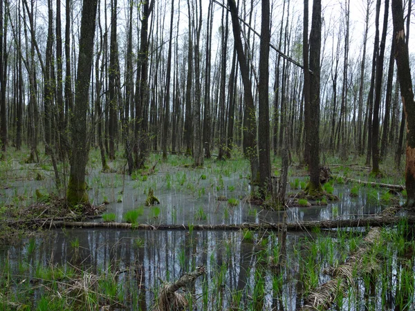 Národní Park Biebrza Jarní Olše Přísné Rezervě — Stock fotografie