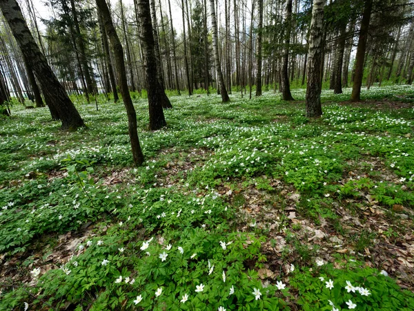 Biebrza National Park, Vietnamese, fields of flowering anemones (Anemone)