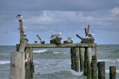 Dalgakıranların eski ahşap yapıları deniz kuşları için dinlenme yeridir.