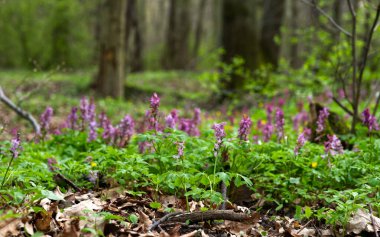 Blooming Kokorycz (Corydalis DC.) Creates colorful carpets in a spring forest