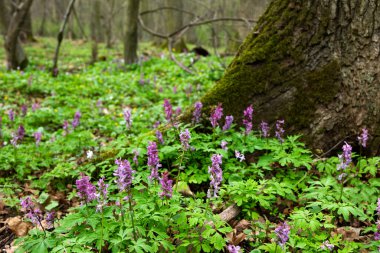 Blooming Kokorycz (Corydalis DC.) Creates colorful carpets in a spring forest