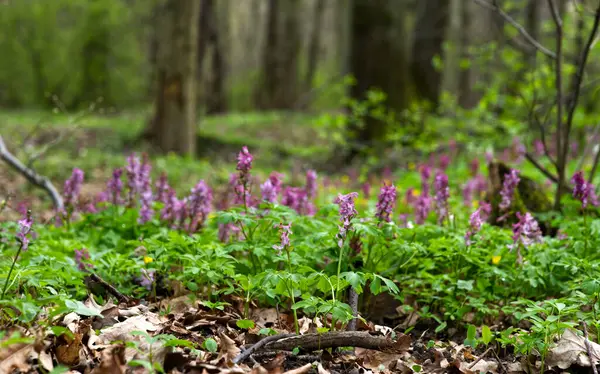 Blooming Kokorycz Corydalis Creates Colorful Carpets Spring Forest — 스톡 사진