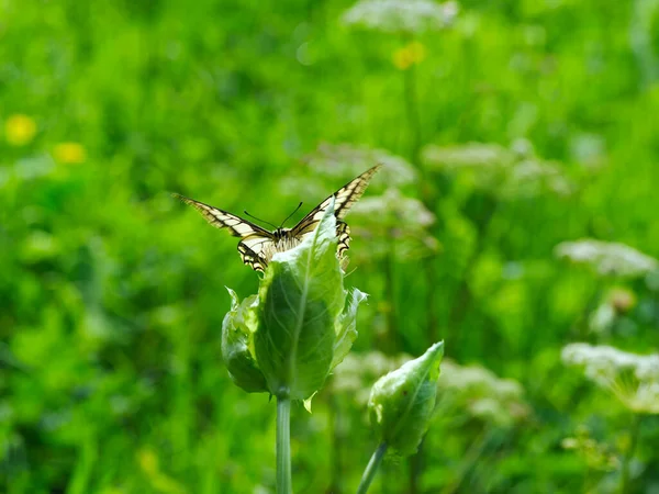 Queen Page Papilio Machaon One Most Beautiful Summer Butterflies — Stockfoto