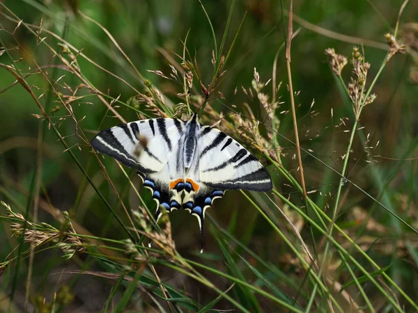Sailor Iphiclides Podalirius Beautiful Butterfly Family Pebbles Jewel Summer Meadows — Stock Photo, Image