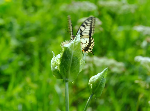 Queen Page Papilio Machaon One Most Beautiful Summer Butterflies — Stockfoto