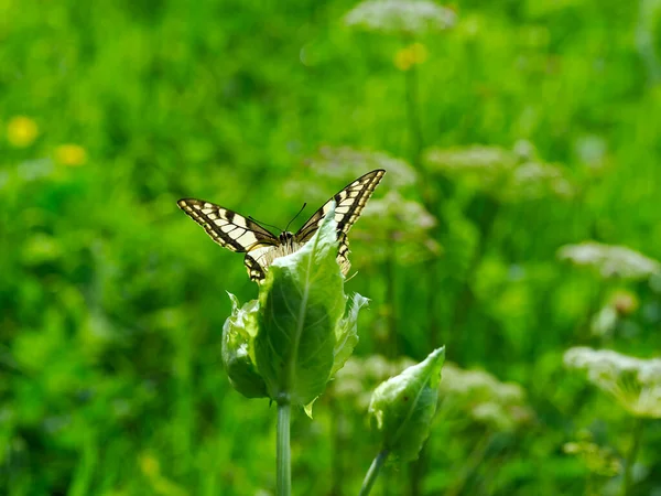 Königinnenseite Papilio Machaon Einer Der Schönsten Sommerschmetterlinge — Stockfoto