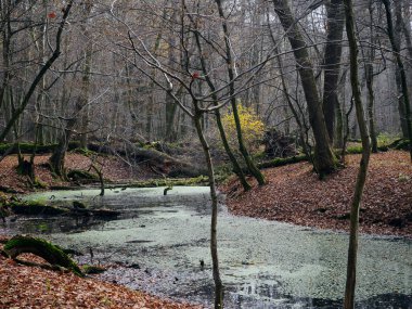 Autumn landscapes create autumn atmosphere, unique moods are sometimes a time of reflection