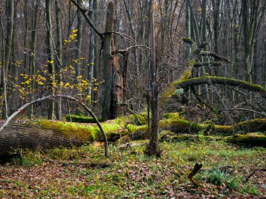 Autumn landscapes create autumn atmosphere, unique moods are sometimes a time of reflection