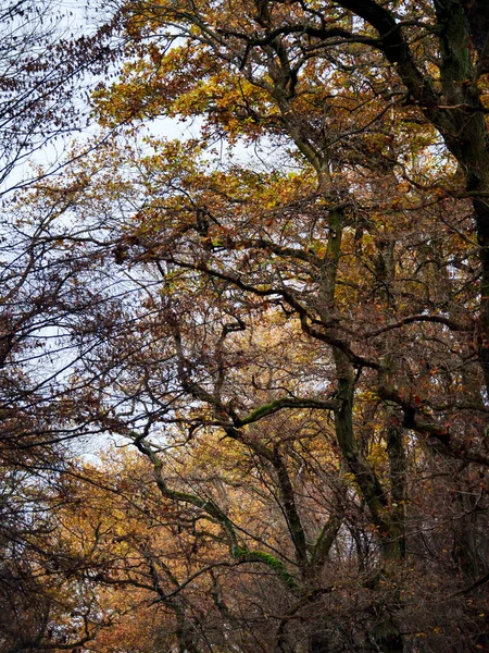 Autumn Landscapes Create Autumn Atmosphere Unique Moods Sometimes Time Reflection — Stockfoto