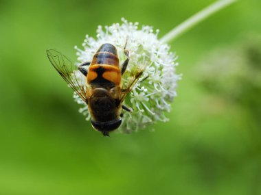 The persistent dung (Eristalis tenax) is also a fly on a flower of a devil's bite in a summer meadow