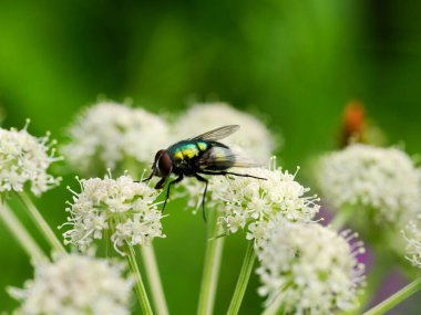 Imperial worm (Lucilia caesar) - a fly from the spit family. it's a beautiful fly
