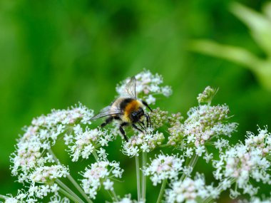 The male bumblebee (Bombus lucorum)) is a beautiful and very useful insect