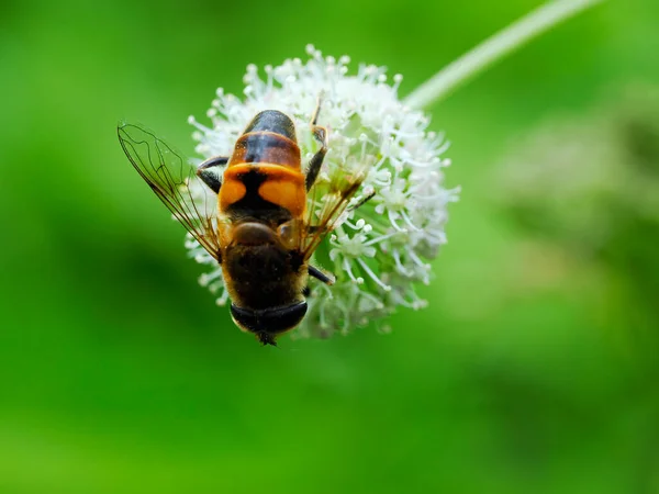 Persistent Dung Eristalis Tenax Also Fly Flower Devil Bite Summer — Stock Photo, Image
