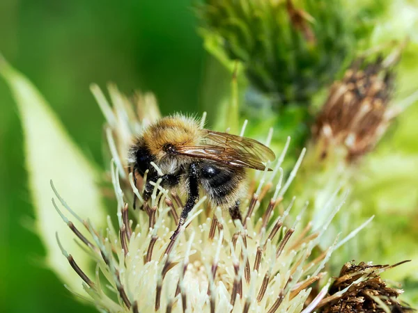 Male Bumblebee Bombus Lucorum Beautiful Very Useful Insect —  Fotos de Stock