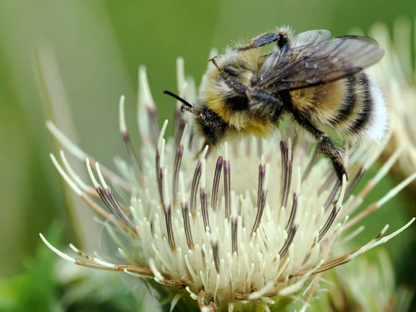 Male Bumblebee Bombus Lucorum Beautiful Very Useful Insect — Stock Photo, Image