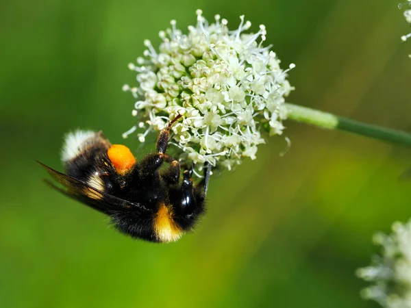 Female Gamekeeper Bumblebee Bombus Lucorum Flowers Vegetable Thistle Summer Meadow —  Fotos de Stock