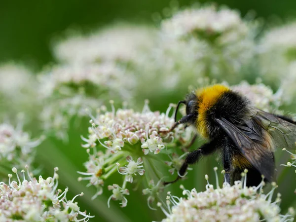 Female Gamekeeper Bumblebee Bombus Lucorum Flowers Vegetable Thistle Summer Meadow — Stock Photo, Image