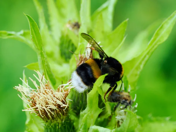 Female Gamekeeper Bumblebee Bombus Lucorum Flowers Vegetable Thistle Summer Meadow — Stockfoto