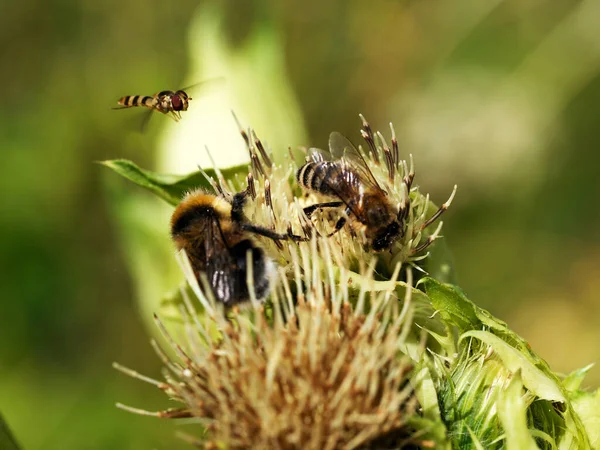 Bumblebees Hymen Thistle Cirsium Oleraceum World Insects — Stock Photo, Image