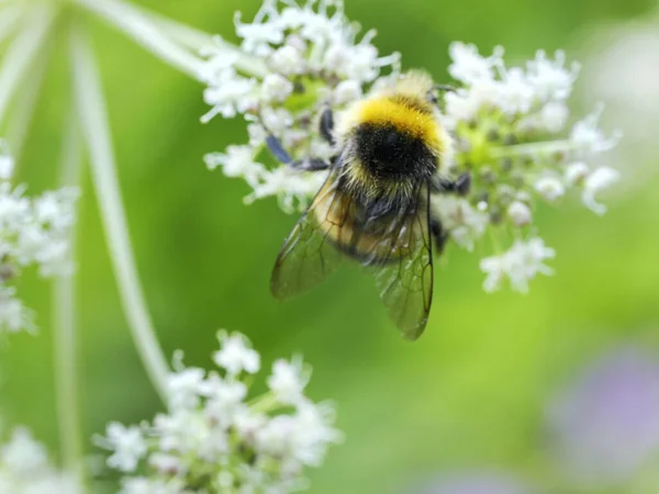 Earth Bumblebee Bombus Terrestris Female Summer Meadow Beautiful Insect Summer — Stock Photo, Image