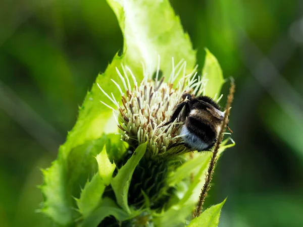 Bumblebees Hymen Thistle Cirsium Oleraceum World Insects — Stock Photo, Image