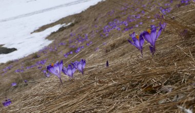Crocus (Crocus L.) - a genus of plants from the iris family. it is a decoration in the early spring of mountain pastures