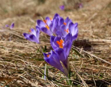 Crocus (Crocus L.) - a genus of plants from the iris family. it is a decoration in the early spring of mountain pastures