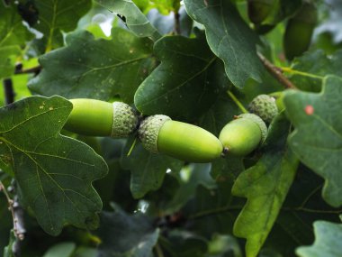 Yazın sonunda Pedunculate Oak 'ın (Quercus robur L.) olgun meyveleri meşe palamudu, birçok hayvan için lezzettir.