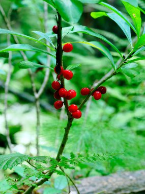 Daphne mezereum L 'in kırmızı olgun meyveleri güzel ve zehirlidir.