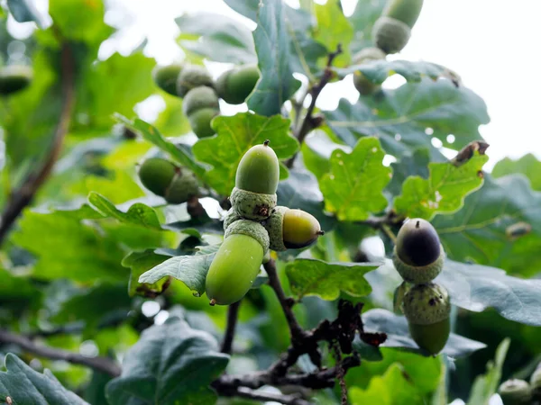 Ripe fruits (acorns) of Pedunculate Oak (Quercus robur L.)  At the end of summer, acorns appear on the oaks, which are a delicacy for many animals