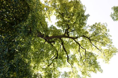 Yaşlanmış, küçük yapraklı ıhlamur (Tilia cordata Mill. Haziran niodyum kokusu ve böceklerin uğultusuyla çiçek açmanın başlangıcıdır.