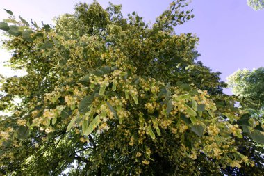 Yaşlanmış, küçük yapraklı ıhlamur (Tilia cordata Mill. Haziran niodyum kokusu ve böceklerin uğultusuyla çiçek açmanın başlangıcıdır.