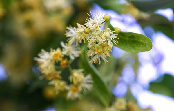 Tilleul Petites Feuilles Tilia Cordata Mill Juin Est Début Floraison — Photo