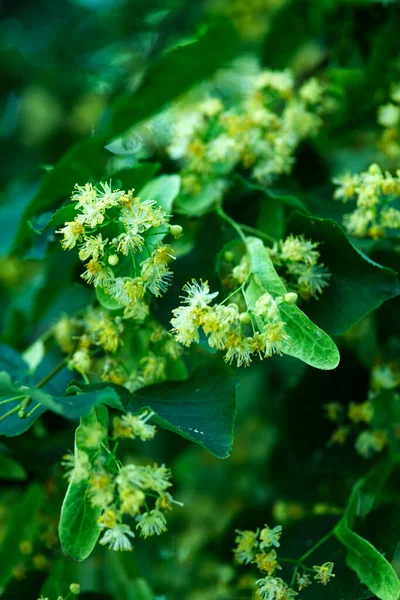 老化した小葉リンデン Tilia Cordata Mill を咲かせます 6月はニオジウムの香りと昆虫の賑やかな開花の始まりです — ストック写真