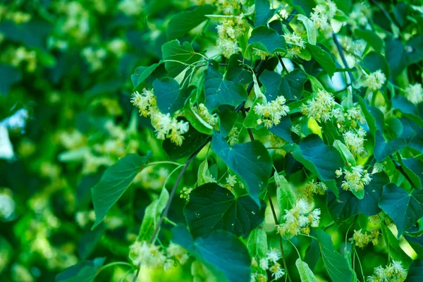 Kwitnąca Lipa Liściasta Tilia Cordata Mill Czerwiec Jest Początkiem Kwitnienia — Zdjęcie stockowe