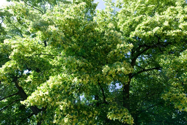 Tilleul Petites Feuilles Tilia Cordata Mill Juin Est Début Floraison — Photo