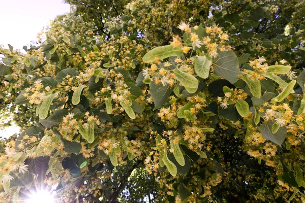 Tilleul Petites Feuilles Tilia Cordata Mill Juin Est Début Floraison — Photo