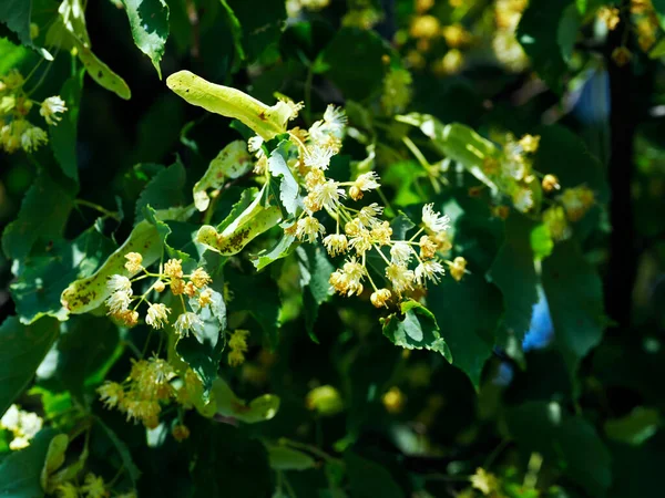 Tília Folhas Pequenas Envelhecida Flor Tilia Cordata Mill Junho Início — Fotografia de Stock