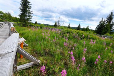 Tarnawa Wyna Torfowisko Bieszczady Dağları 'nda, güzel turba bataklığı üzerinde, Polonya Bieszczady Dağı' ndaki San Nehri sınır vadisini gezmek için uygun bir rota ile.