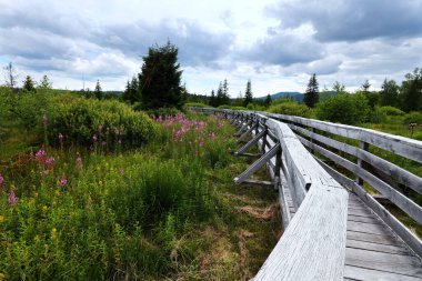 Tarnawa Wyna Torfowisko Bieszczady Dağları 'nda, güzel turba bataklığı üzerinde, Polonya Bieszczady Dağı' ndaki San Nehri sınır vadisini gezmek için uygun bir rota ile.