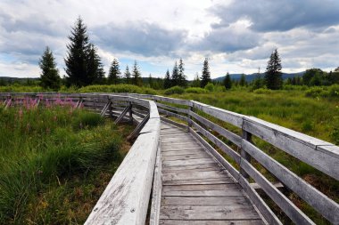 Tarnawa Wyna Torfowisko Bieszczady Dağları 'nda, güzel turba bataklığı üzerinde, Polonya Bieszczady Dağı' ndaki San Nehri sınır vadisini gezmek için uygun bir rota ile.